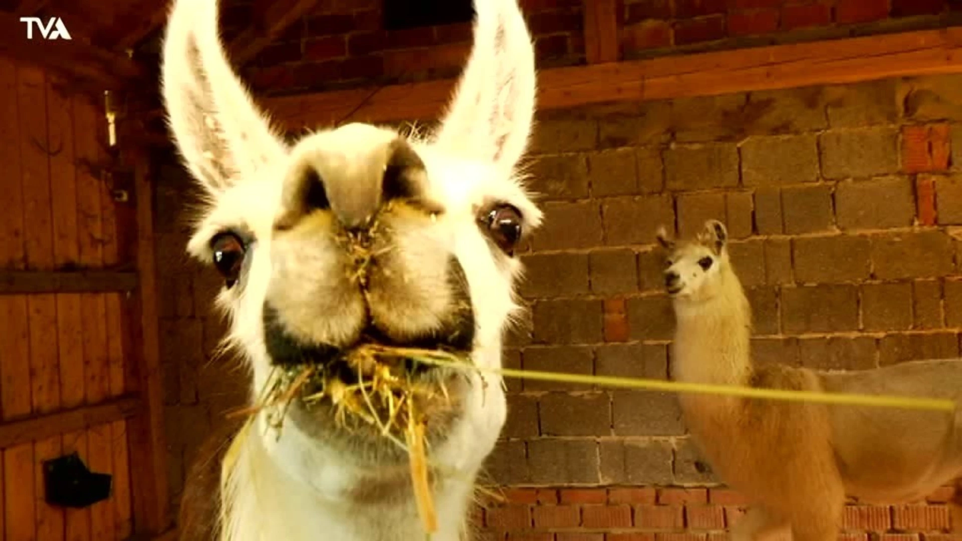 Wandern mit Lamas im Landkreis Cham