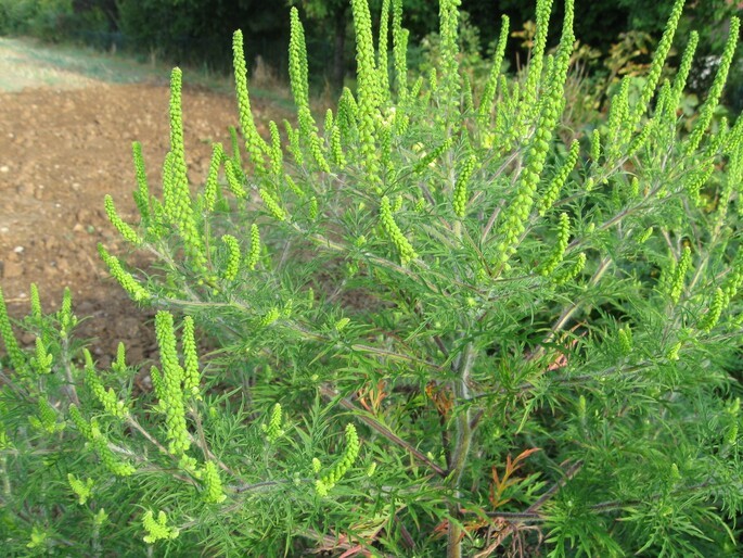 Beifuß-Ambrosia: Allergie-Pflanze erkennen und richtig handeln  TVA